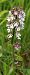 Orchis purpurea (Orchis pourpre) © Bruno Vleeschouwers