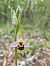 Ophrys apifera (Ophrys abeille) © Cyprien Bole