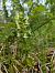 Platanthera chlorantha (Platanthère verdâtre) © Cyprien Bole