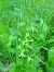 Platanthera chlorantha  - Sandra Boutolleau