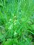 Platanthera chlorantha  - Sandra Boutolleau