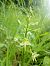 Platanthera chlorantha  - Sandra Boutolleau