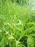 Platanthera chlorantha  - Sandra Boutolleau