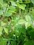 Platanthera chlorantha  - Sandra Boutolleau