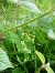 Platanthera chlorantha  - Sandra Boutolleau