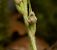 Goodyera repens  - Anna Delesmillieres