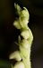 Goodyera repens  - Anna Delesmillieres