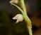 Goodyera repens (Goodyère rampante) © Anna Delesmillieres