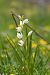 Cephalanthera longifolia  - Anna Delesmillieres