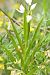 Cephalanthera longifolia  - Anna Delesmillieres