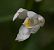 Cephalanthera longifolia (Céphalanthère à longues feuilles) © Anna Delesmillieres