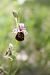Ophrys fuciflora (Ophrys frelon) © Annie Milliat