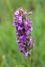 Dactylorhiza incarnata (Orchis incarnat) © Annie Milliat
