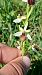 Ophrys indet. group. sphegodes  - José Miguel Martins Da Silva