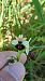 Ophrys indet. group. sphegodes  - José Miguel Martins Da Silva