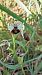 Ophrys indet. group. sphegodes  - José Miguel Martins Da Silva
