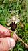 Ophrys indet. group. sphegodes  - José Miguel Martins Da Silva