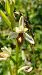Ophrys indet. group. sphegodes  - José Miguel Martins Da Silva