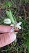 Ophrys apifera var. badensis  - José Miguel Martins Da Silva