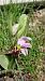 Ophrys apifera var. badensis  - José Miguel Martins Da Silva