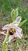 Ophrys apifera var. badensis  - José Miguel Martins Da Silva