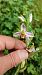 Ophrys apifera var. aurita  - José Miguel Martins Da Silva