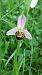 Ophrys apifera var. aurita  - José Miguel Martins Da Silva