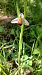 Ophrys apifera f. bicolor  - José Miguel Martins Da Silva