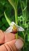 Ophrys apifera f. bicolor  - José Miguel Martins Da Silva