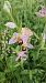 Ophrys apifera var. aurita  - José Miguel Martins Da Silva