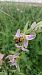 Ophrys apifera var. aurita  - José Miguel Martins Da Silva