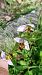 Ophrys apifera var. curviflora  - José Miguel Martins Da Silva