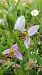 Ophrys apifera var. curviflora  - José Miguel Martins Da Silva