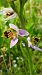 Ophrys apifera var. curviflora  - José Miguel Martins Da Silva