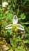 Ophrys apifera f. flavescens  - José Miguel Martins Da Silva