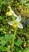 Ophrys apifera f. flavescens  - José Miguel Martins Da Silva