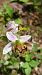 Ophrys apifera var. curviflora  - José Miguel Martins Da Silva
