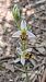 Ophrys apifera var. curviflora  - José Miguel Martins Da Silva