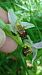 Ophrys apifera var. aurita  - José Miguel Martins Da Silva