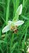 Ophrys apifera var. aurita  - José Miguel Martins Da Silva