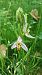 Ophrys apifera var. trollii  - José Miguel Martins Da Silva