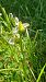 Ophrys apifera f. chlorantha  - José Miguel Martins Da Silva