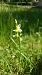 Ophrys apifera f. chlorantha  - José Miguel Martins Da Silva