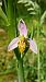 Ophrys apifera var. trollii  - José Miguel Martins Da Silva