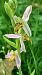 Ophrys apifera var. trollii  - José Miguel Martins Da Silva