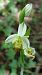 Ophrys apifera f. flavescens  - José Miguel Martins Da Silva