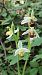 Ophrys apifera f. flavescens  - José Miguel Martins Da Silva