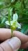 Ophrys apifera f. flavescens  - José Miguel Martins Da Silva