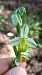 Ophrys apifera f. chlorantha  - José Miguel Martins Da Silva