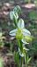 Ophrys apifera f. chlorantha  - José Miguel Martins Da Silva